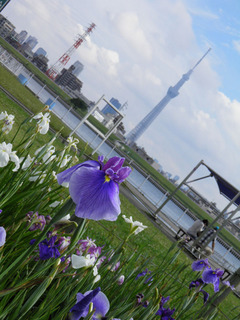 20130616_009.jpg