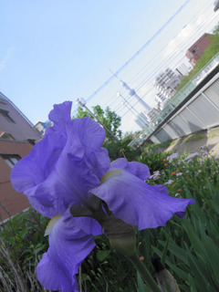20150429_001.jpg