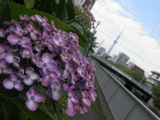 20160605_001.jpg